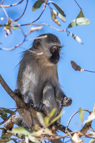 File:Cercopiteco verde (Chlorocebus pygerythrus), parque nacional Kruger, Sudáfrica, 2018-07-25, DD 47.jpg