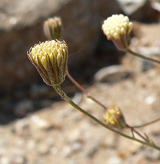 <i>Chaenactis carphoclinia</i> Species of flowering plant