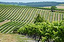 Vignoble Champagne-Vigny, en Charente