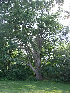 <i>Quercus muehlenbergii</i> species of plant