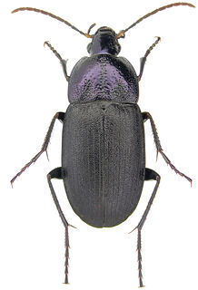 <i>Chlaenius purpuricollis</i> Species of beetle