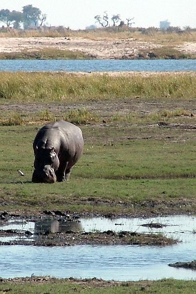 File:Chobe National Park Riverfront Portrait.jpg