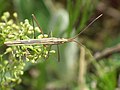 Chorosomatini : Chorosoma schillingii, espèce paléarctique.