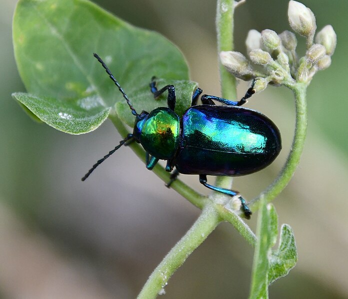 File:Chrysochares asiaticus 213634570.jpg