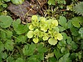 Chrysosplenium alternifolium