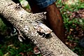 A Cicada found on a dry tree branch at IISC Bengaluru