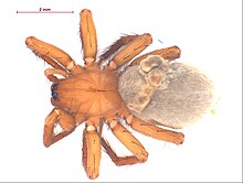 Cicurina simplex f1.jpg