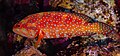* Nomination Coral grouper (Cephalopholis miniata), Red Sea, Egypt --Poco a poco 02:12, 17 August 2023 (UTC) * Promotion  Support Good quality. --Fabian Roudra Baroi 02:16, 17 August 2023 (UTC)