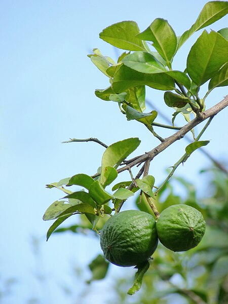 File:Citrus aurantiifolia by Kadavoor.jpg