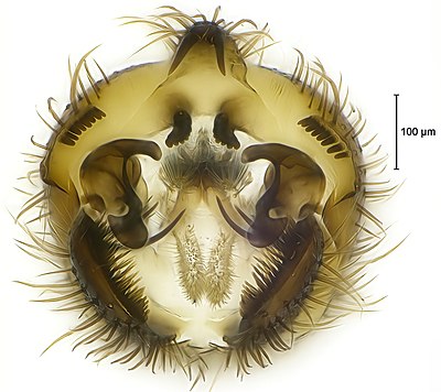 Posterior view of the male terminalia of a fungus gnat species Clastobasis loici (Diptera: Mycetophilidae).