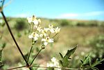 Miniatura para Clematis ligusticifolia