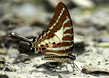 Позиция на близко крило на Graphium aristeus Stoll, 1782 г. - Chain Swordtail WLB.jpg