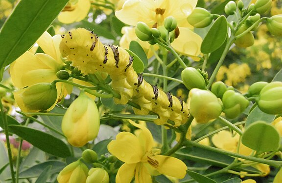 Cloudless Sulfur Caterpillar (Phoebis sennae) eating Yellow Jessamine Flower