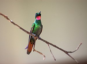 Ruby Hummingbird ♂