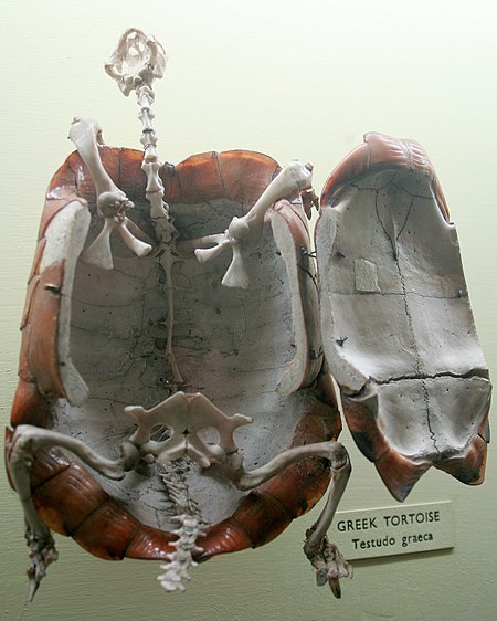 Fail:Cmglee Horniman turtle carapace skeleton bottom.jpg