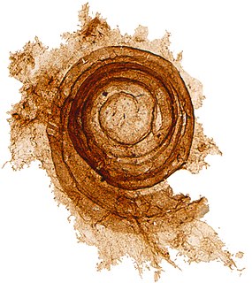 <span class="mw-page-title-main">Microfossil</span> Fossil that requires the use of a microscope to see it