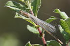 Coenagrion puella