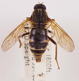 Coenomyia ferruginea