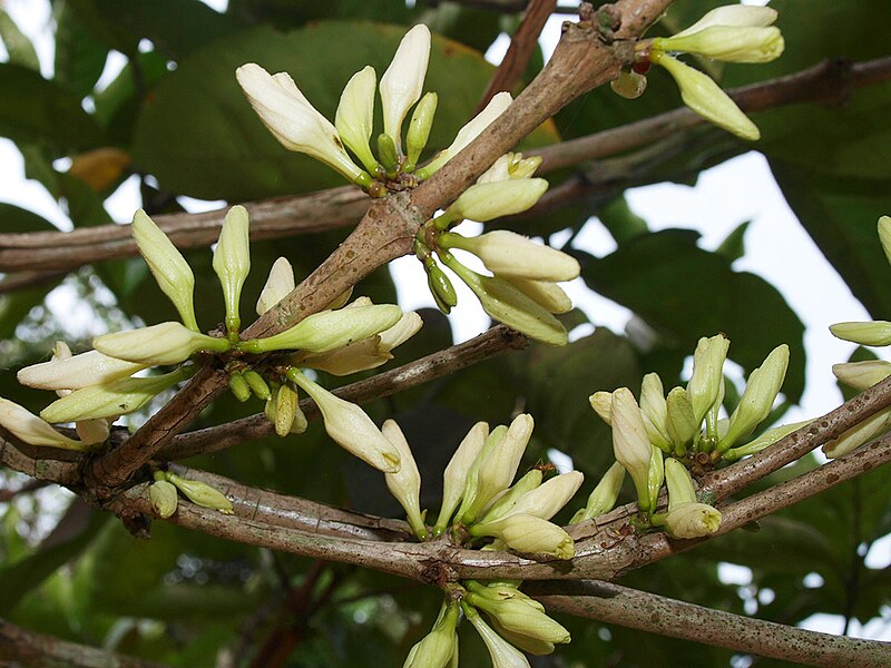 File:Cofee flower bud.JPG