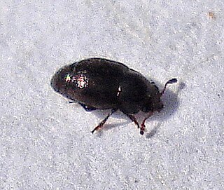 <i>Brachypterus</i> Genus of beetles