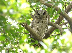 Collared Scops Owl 5515.jpg