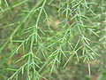 Colletia spinosa1.jpg