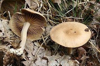 <i>Collybiopsis peronata</i> Species of fungus