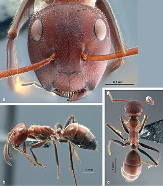 <i>Colobopsis explodens</i> Species of Asian ant whose soldiers are known for their potentially suicidal attack