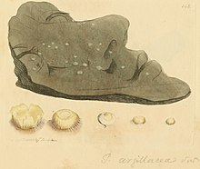 Coloured Figures of English Fungi or Mushrooms - t. 148.jpg