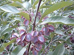 Combretum collinum