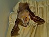 Обыкновенная летучая мышь с разрезанным лицом (Nycteris thebaica) (7027172215).jpg 