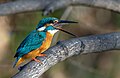 * Nomination Common kingfisher, Tennōji Park, Osaka Japan. --Laitche 16:29, 22 December 2023 (UTC) * Promotion  Support Great picture! --Plozessor 17:05, 22 December 2023 (UTC)  Support Excellent quality. --Davekern 17:23, 22 December 2023 (UTC)