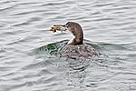 Thumbnail for File:Common loon with crab stony brook mid march siggy (14289371232).jpg