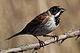 Common reed bunting (emberiza schoeniclus) m.jpg