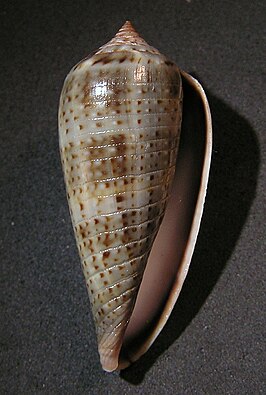 Conus cinereus