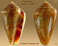 Conus guanche 2.jpg