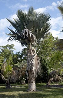 <i>Copernicia fallaensis</i> Species of palm