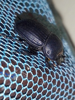 <i>Copris signatus</i> Species of beetle