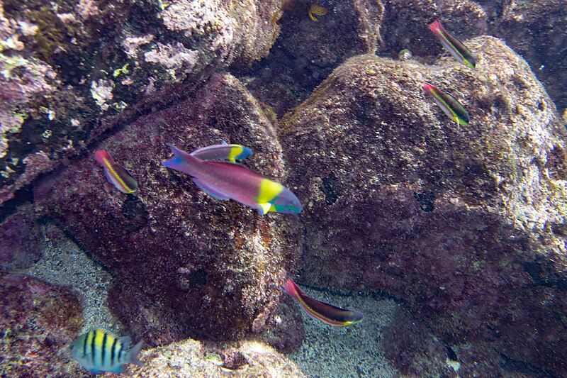 File:Cortez Rainbow Wrasse and more - 53653452764.jpg