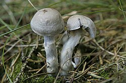 Cortinarius Salor - Lindsey.jpg