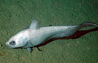 ソコダラ科の一種（Coryphaenoides leptolepis）。本種のような狩猟採集型（active foraging）底生魚は、海底直上での遊泳に適した基底の長い背鰭・臀鰭と尻すぼみの体型を持つことが多い。