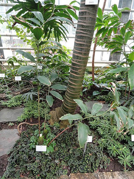 File:Costus curribi - Botanischer Garten Freiburg - DSC06304.jpg