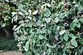Cotoneaster henryanus Henry's Cotoneaster ჰენრის ვაშლანა.JPG