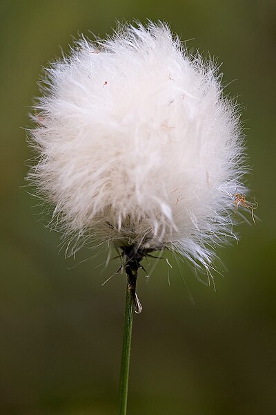 File:Cottonsedge 2531125282.jpg