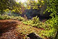 Crane Park folyami séta - geograph.org.uk - 62804.jpg