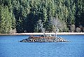 wikimedia_commons=File:Crannog on Loch Leathan - geograph.org.uk - 2313716.jpg