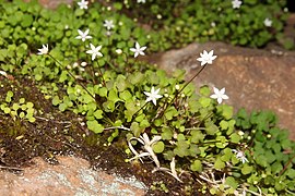 Crassula dentata ✓