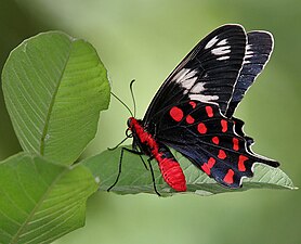 Ventral view