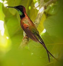 Crimson Topaz (Topaza pella) .jpg