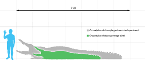 Нилски Крокодил: Станиште и распрострањеност, Изглед и грађа тела, Величина